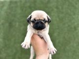 Irk Garanti̇li̇ A Kali̇te Pug Yavrular