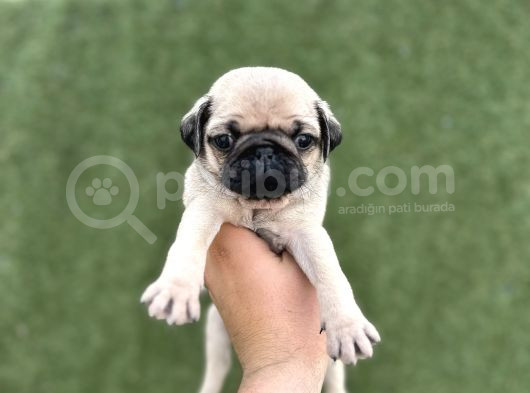 Irk Garanti̇li̇ A Kali̇te Pug Yavrular görsel