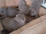 Yavru Kedi