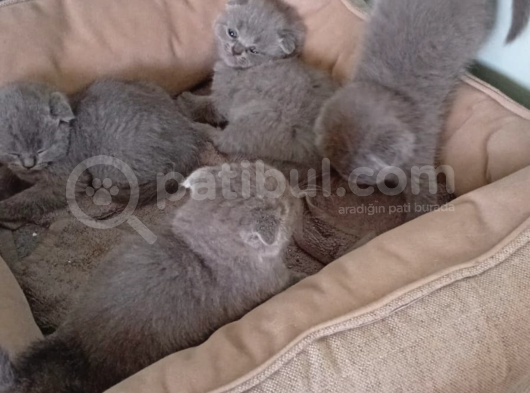 Yavru Kedi görsel