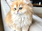 Saf Kanlı Black Golden British Longhair Yavru Ke 