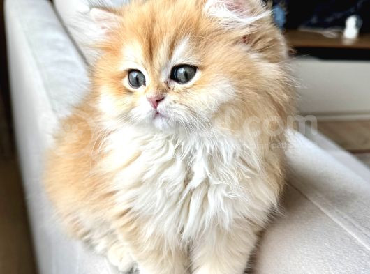 Saf Kanlı Black Golden British Longhair Yavru Ke  görsel