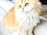 Saf kanlı black golden british longhair yavru ke 