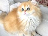 Saf Kanlı Black Golden British Longhair Yavru Ke 