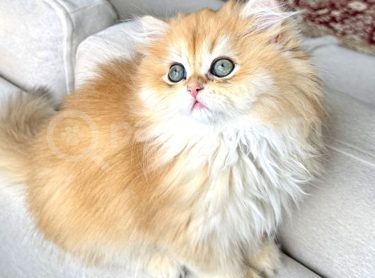 Saf Kanlı Black Golden British Longhair Yavru Ke  görsel