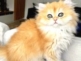 Saf Kanlı Black Golden British Longhair Yavru Ke 