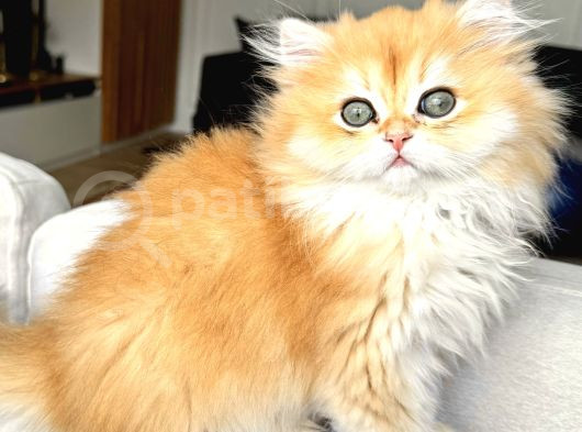 Saf Kanlı Black Golden British Longhair Yavru Ke  görsel