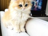 Saf Kanlı Black Golden British Longhair Yavru Ke 