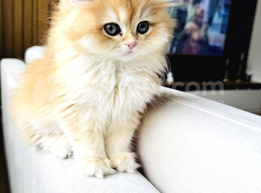 Saf Kanlı Black Golden British Longhair Yavru Ke  görsel