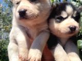 Safkan husky sibirya kurdu yavruları