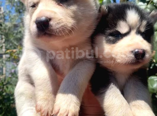 Safkan husky sibirya kurdu yavruları