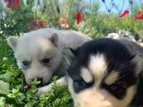 Safkan Husky Sibirya Kurdu Yavruları