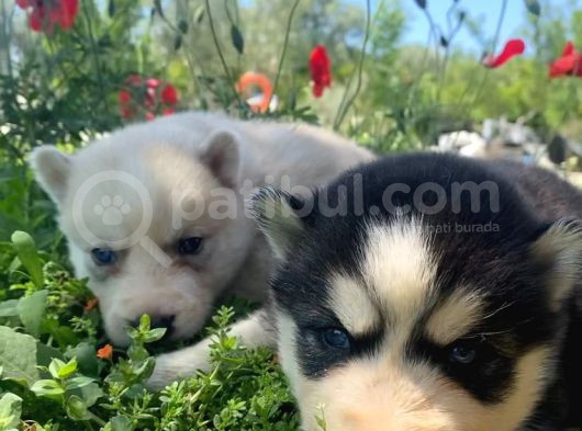 Safkan Husky Sibirya Kurdu Yavruları görsel