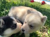 Safkan Husky Sibirya Kurdu Yavruları