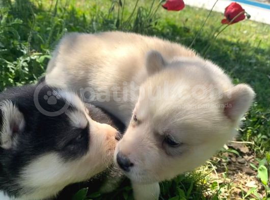 Safkan Husky Sibirya Kurdu Yavruları görsel