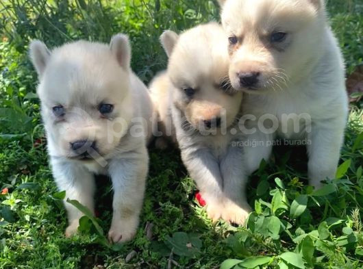 Safkan Husky Sibirya Kurdu Yavruları görsel