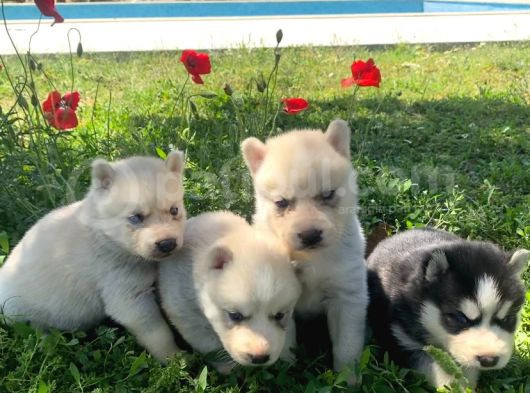Safkan Husky Sibirya Kurdu Yavruları görsel