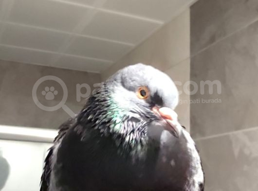 Başakşehir Kayıp Güvercin görsel