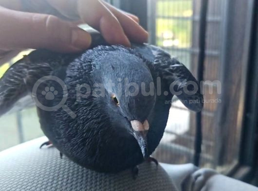 Başakşehir Kayıp Güvercin görsel