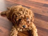2 Aylık Dişi Toy Poodle
