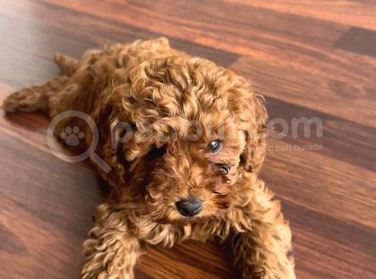 2 Aylık Dişi Toy Poodle görsel
