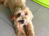 Maltipoo Erkek