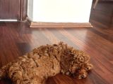 2 Aylık Dişi Toy Poodle