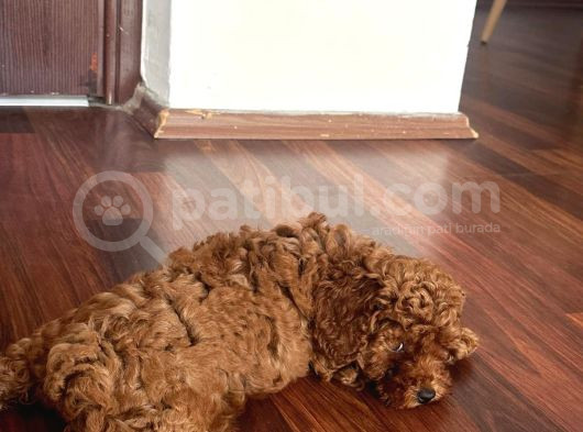 2 Aylık Dişi Toy Poodle görsel