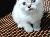 Top Kafa Bri̇ti̇sh Shorthai̇r Yavrularimiz