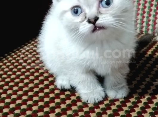 Top Kafa Bri̇ti̇sh Shorthai̇r Yavrularimiz görsel
