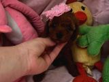 Toypoodle Ve Teacup Poodlr 2 Aylık