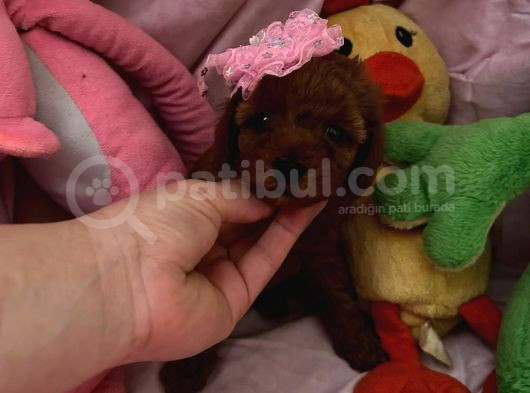 Toypoodle Ve Teacup Poodlr 2 Aylık görsel