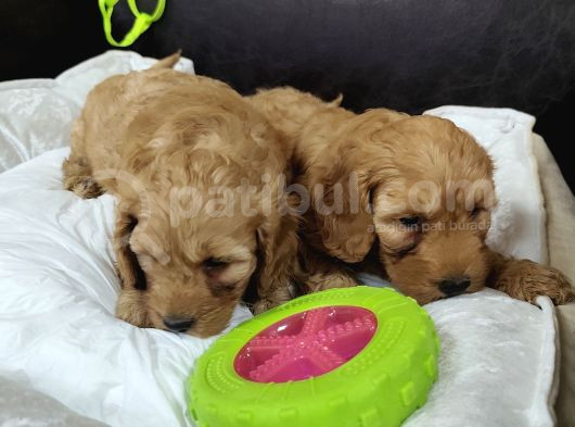 Irk Garantili Sağlıklı Ve Çok Guzeller Cockapoo  görsel