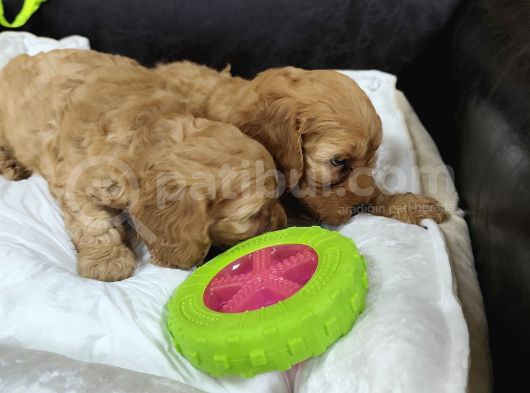 Irk Garantili Sağlıklı Ve Çok Guzeller Cockapoo  görsel