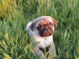 Efso Kalite De Pug