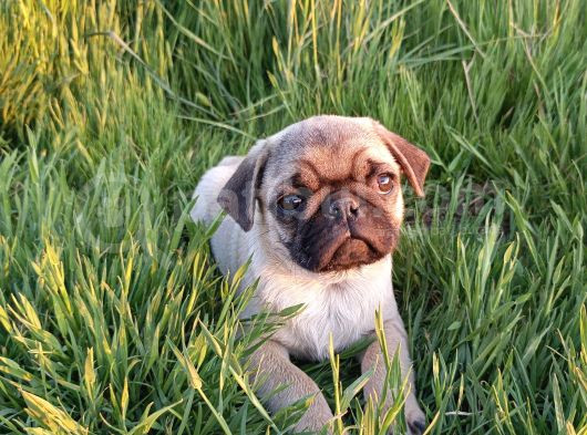 Efso Kalite De Pug görsel