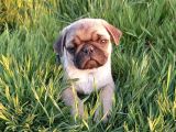 Efso kalite de PUG