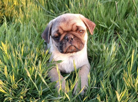 Efso Kalite De Pug