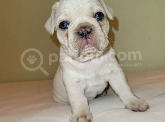 Orjinal Fotograf Ile Platinyum French Bulldog