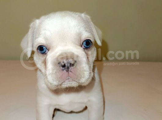 Orjinal Fotograf Ile Platinyum French Bulldog görsel