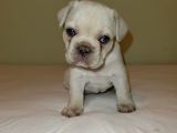 Orjinal Fotograf Ile Platinyum French Bulldog