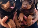 Kızıl erkek Doberman