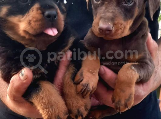 Kızıl Erkek Doberman