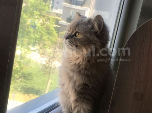 Ücretsiz Sahiplendireceğim görsel