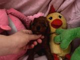 Toypoodle  Bebekleri