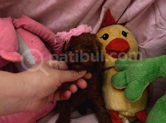 Toypoodle  Bebekleri görsel