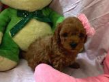 Toypoodle  Bebekleri