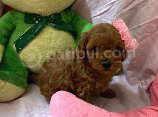 Toypoodle  Bebekleri görsel