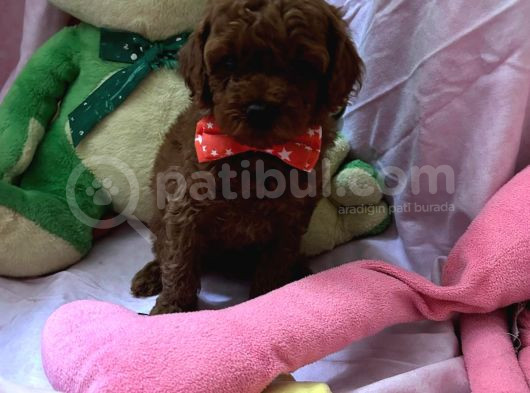 Toypoodle  Bebekleri