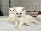 Çok güzel bal gibi yavrularım